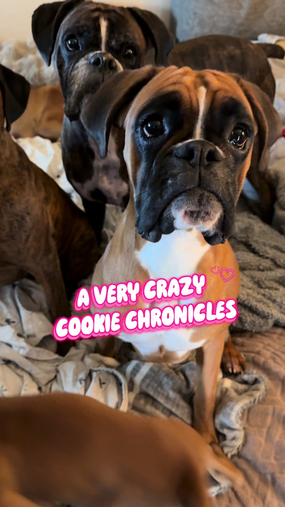 @boxermadness