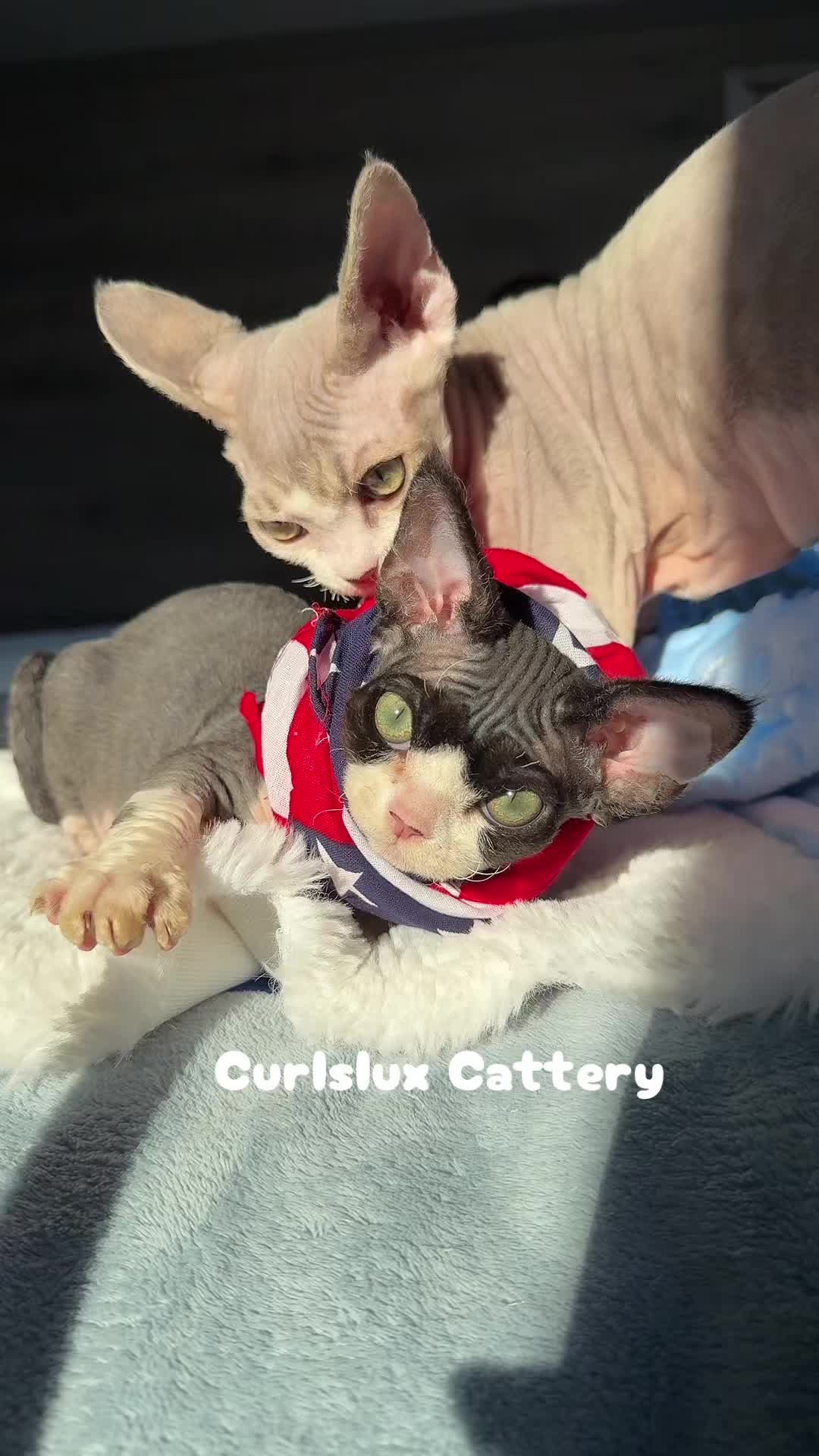@Curlslux cattery!!🇺🇸
