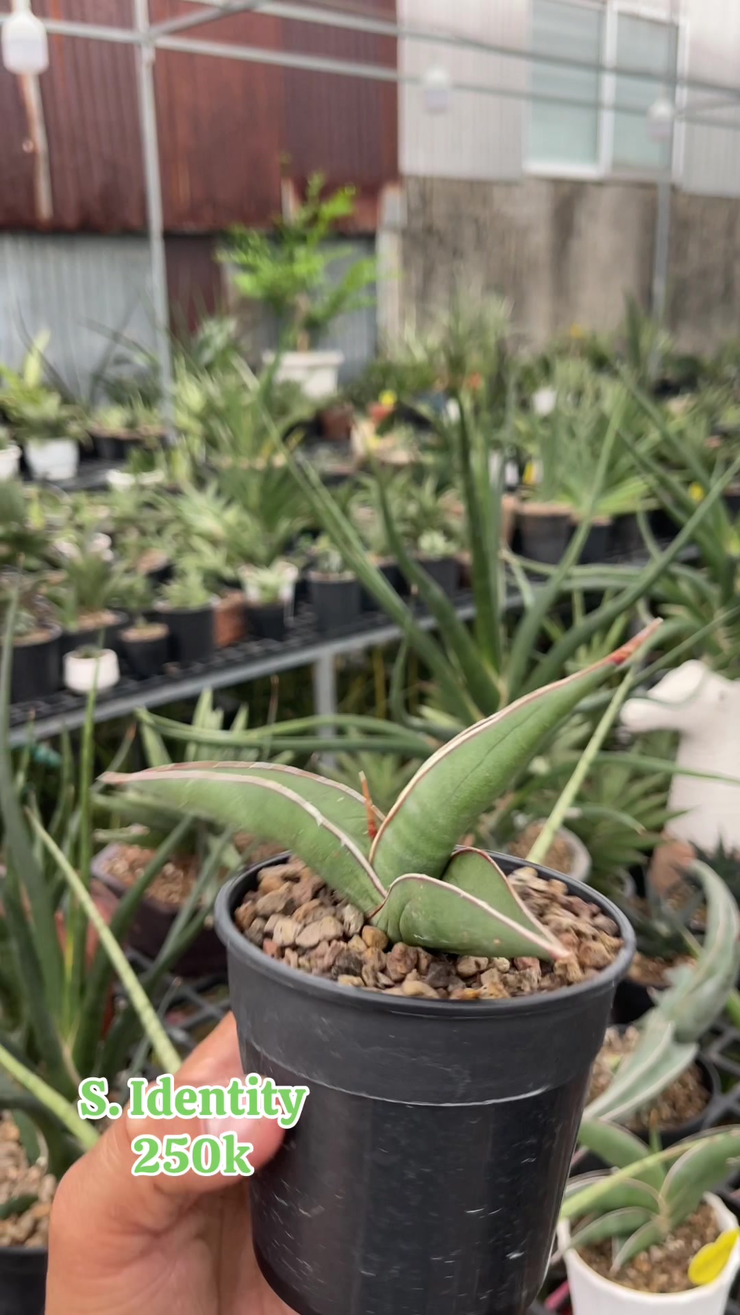 @The Sansevieria Farm