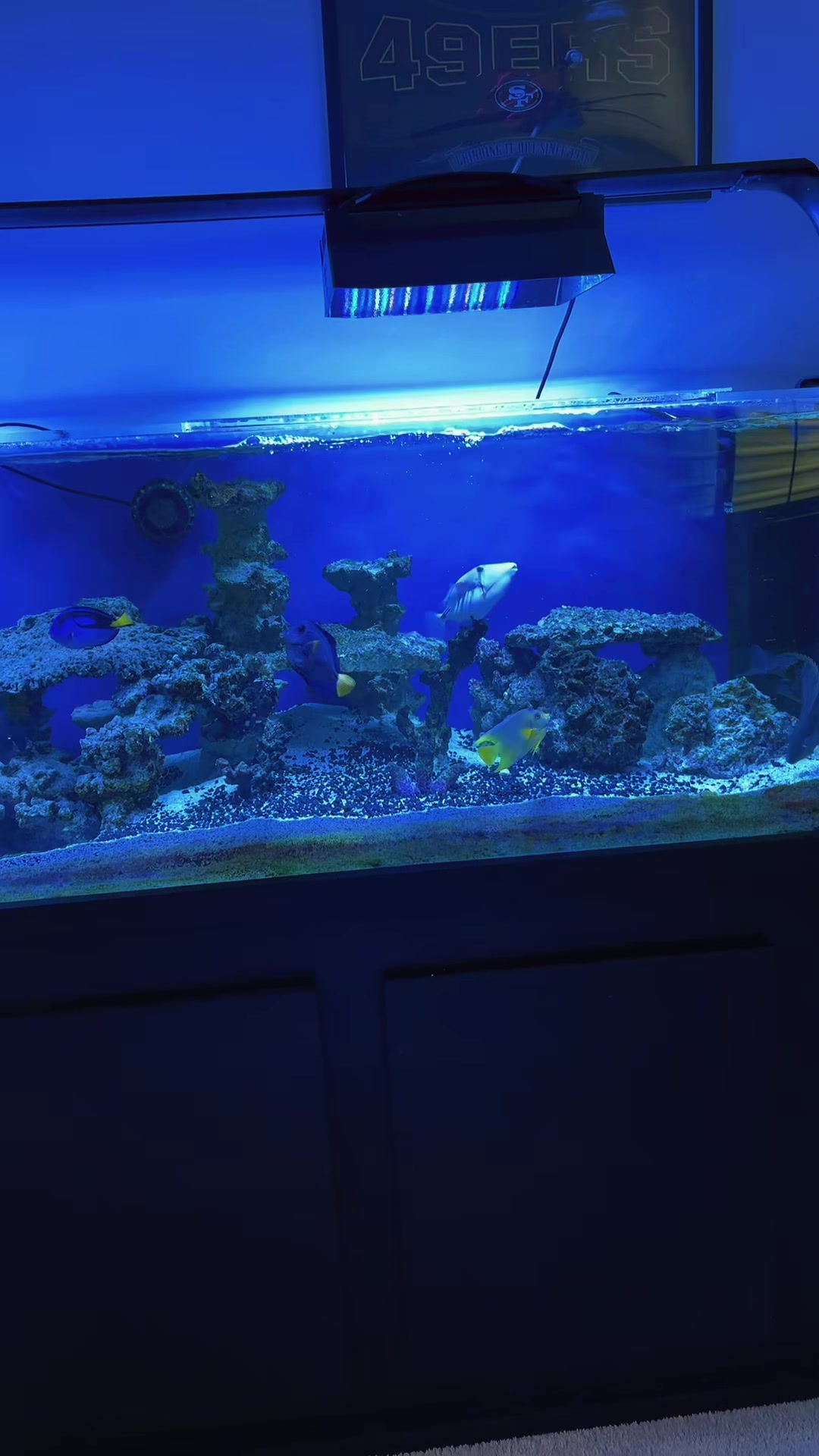 @reeflove