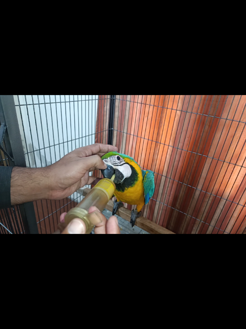@Mehtab's Pet