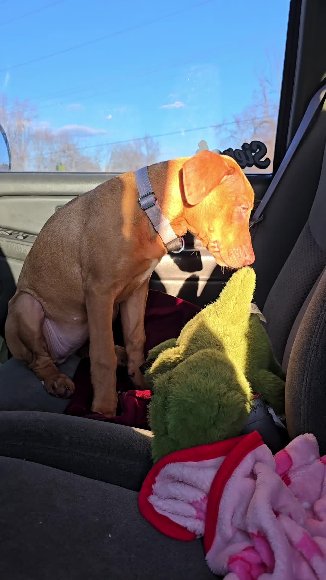 @Jasper_The_Dobiehoula