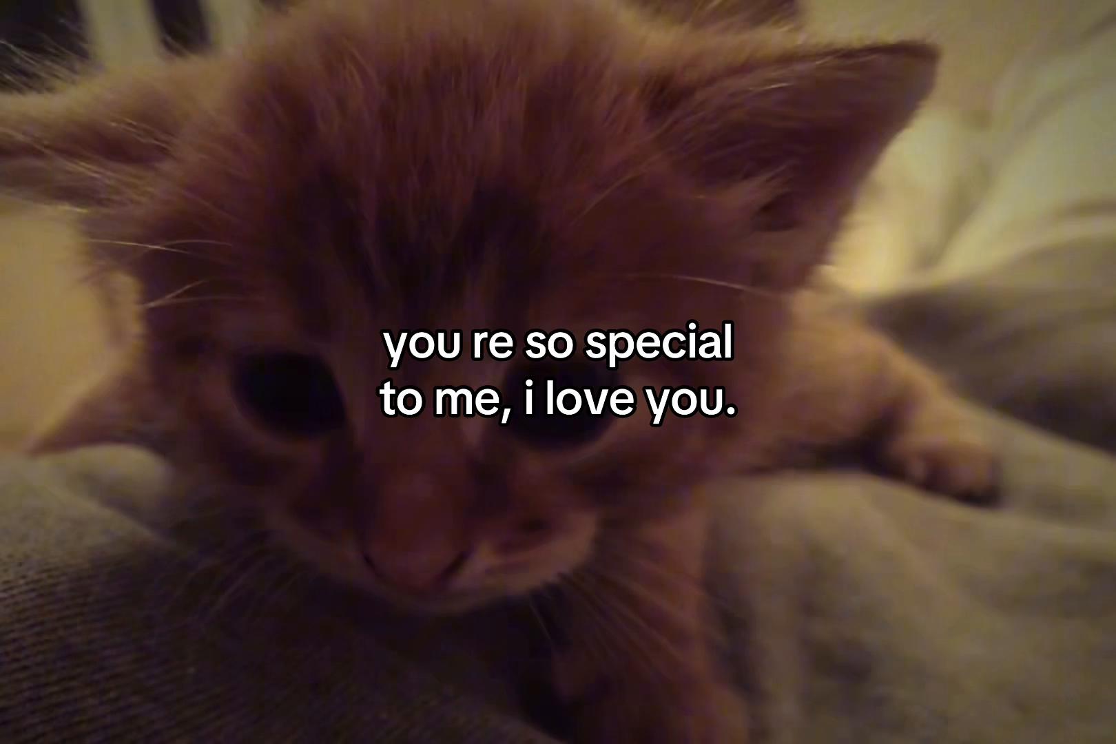 @sxalenz