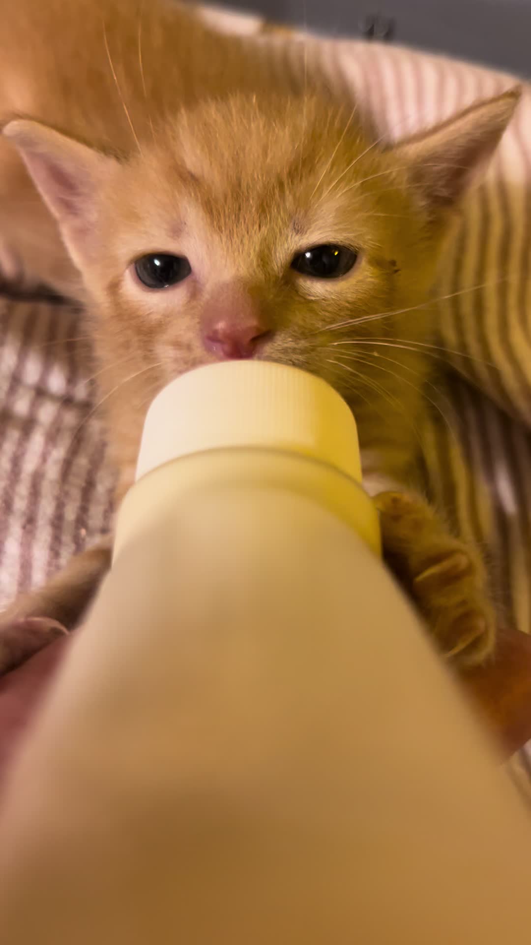 @Kitten.mama