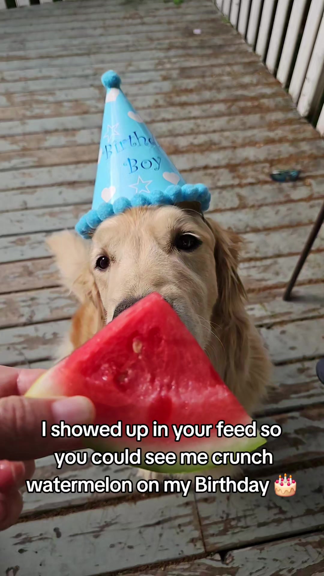 @🐶Griffin