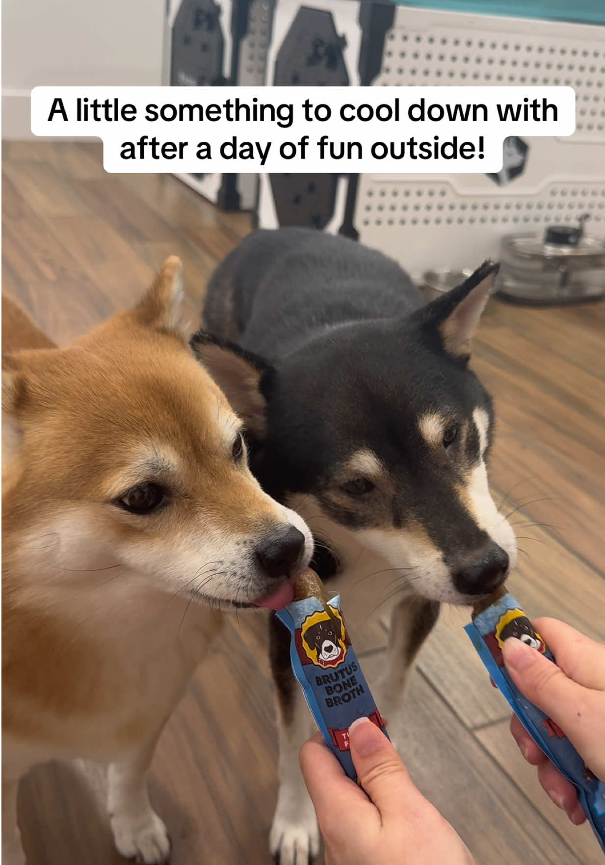 @Flock of Shibas 🐕🐕🐕