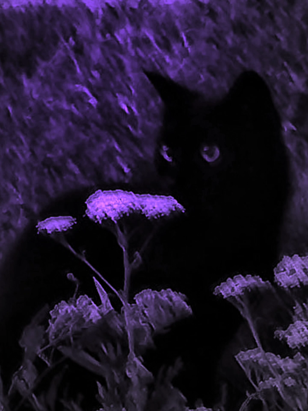 @sacred_lyon