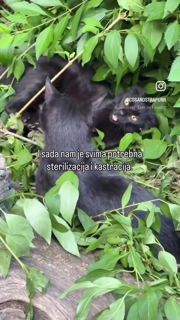 @cosanostrapurr