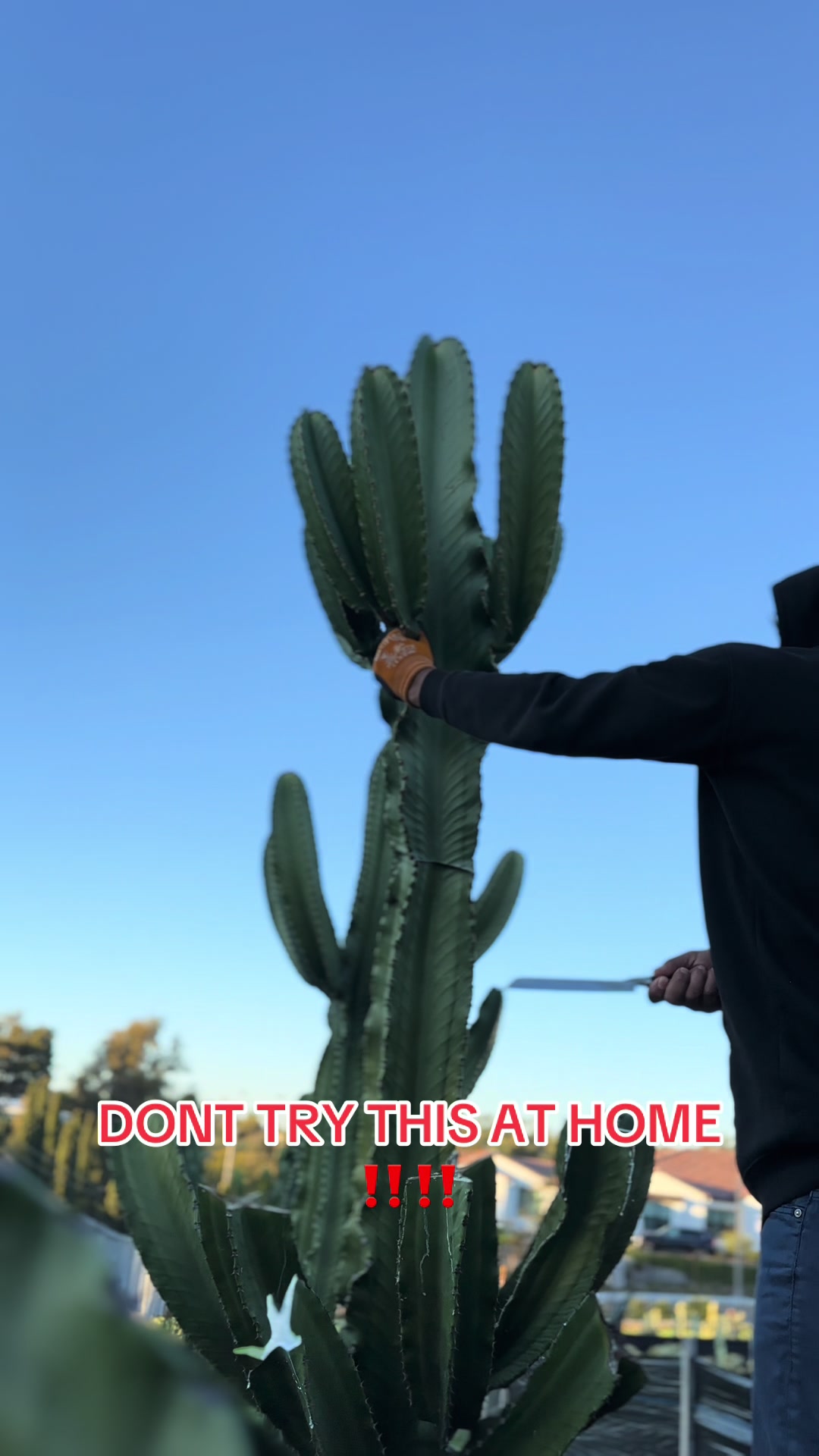 @Amerikaktus