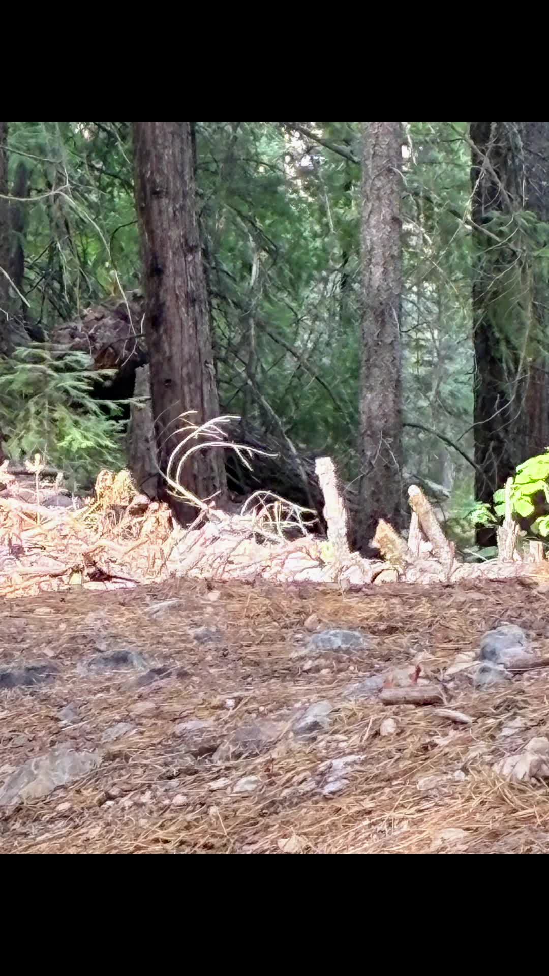 @🌲Forest Friend🌲🙏💗