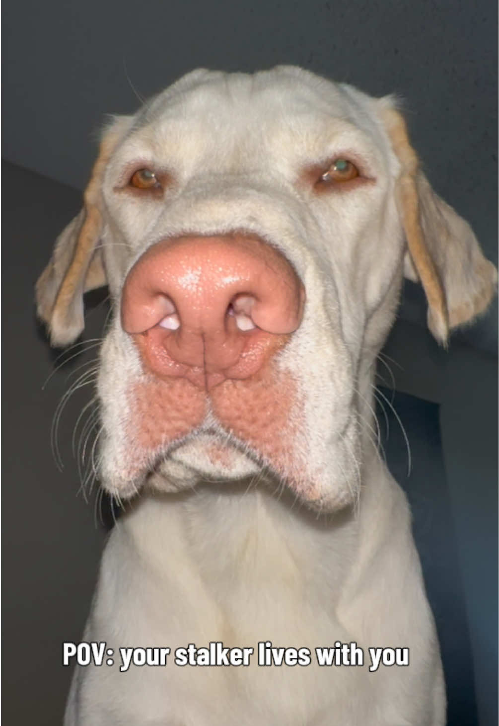 @AmandaT_CoolDog_Trainer 🫵🐶🆒