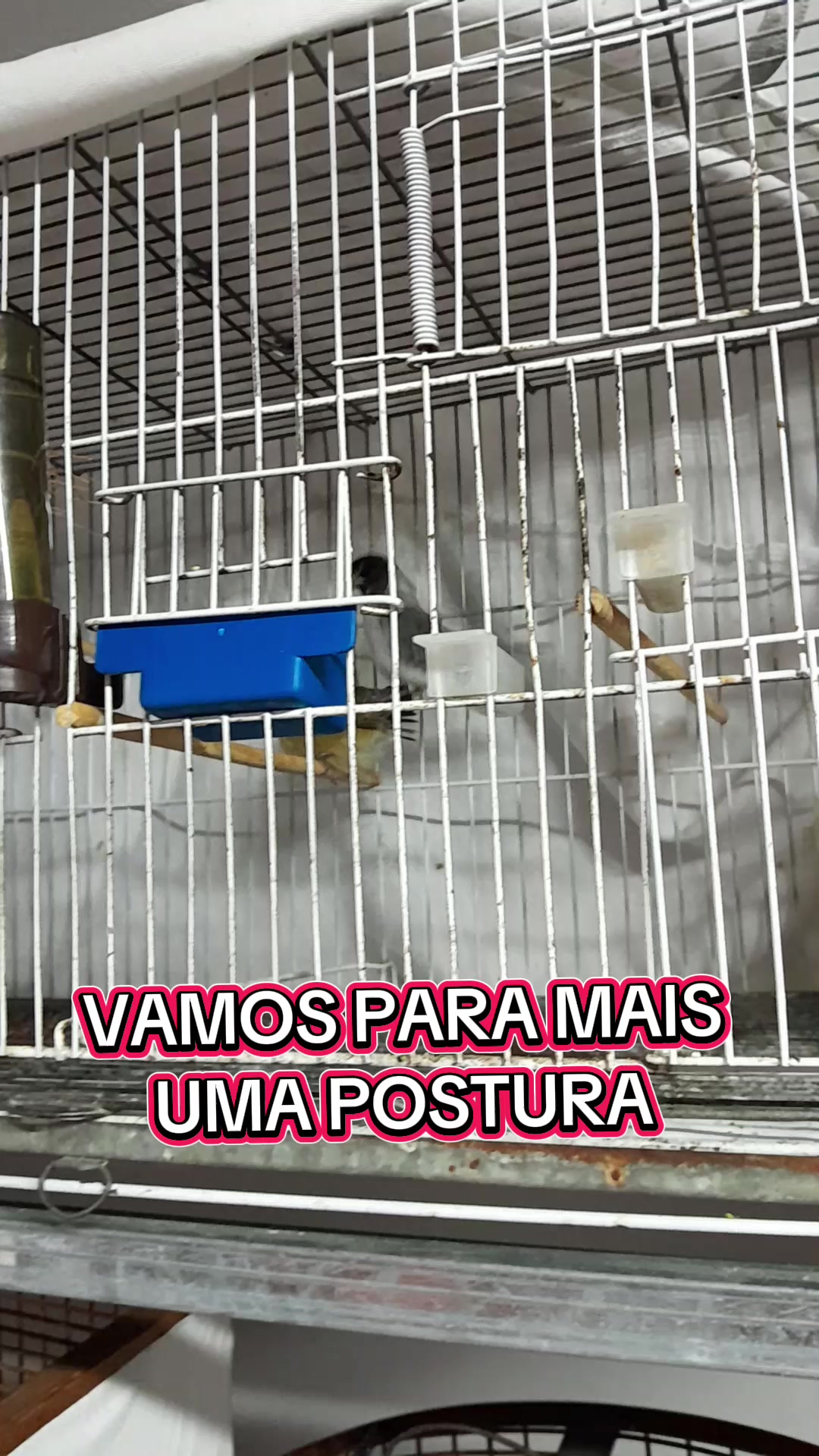 @criat&oacute;rio Top show