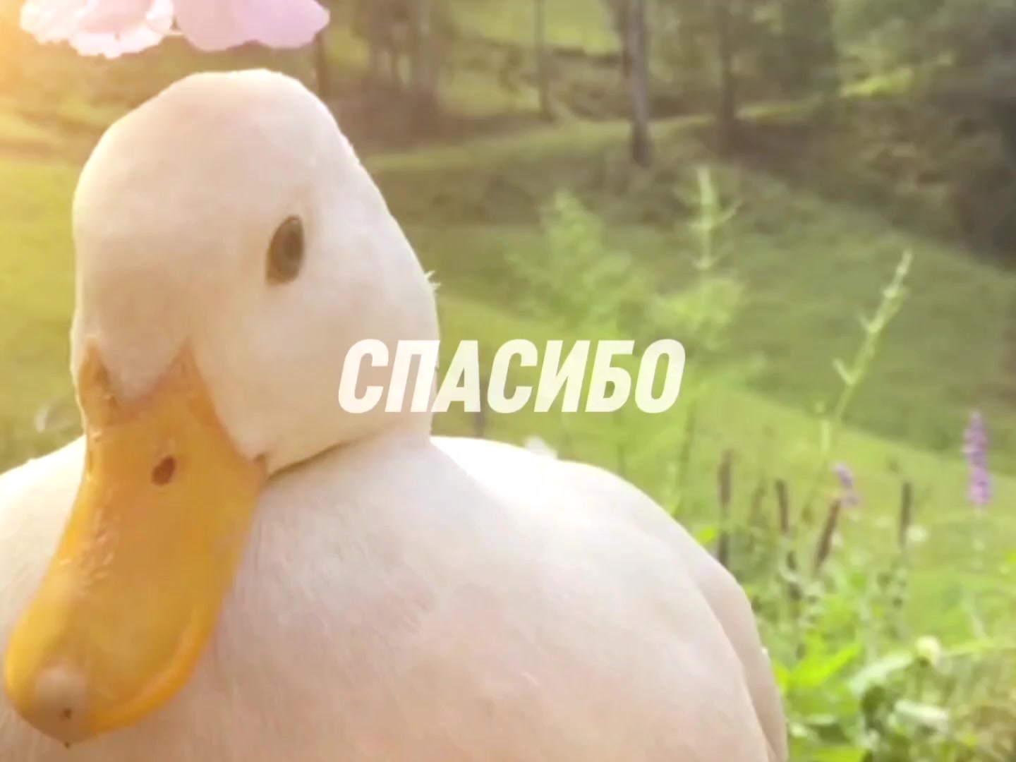 @виквикс