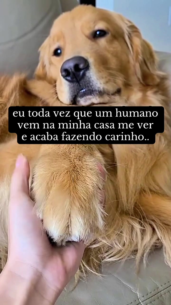 @dogsagaz