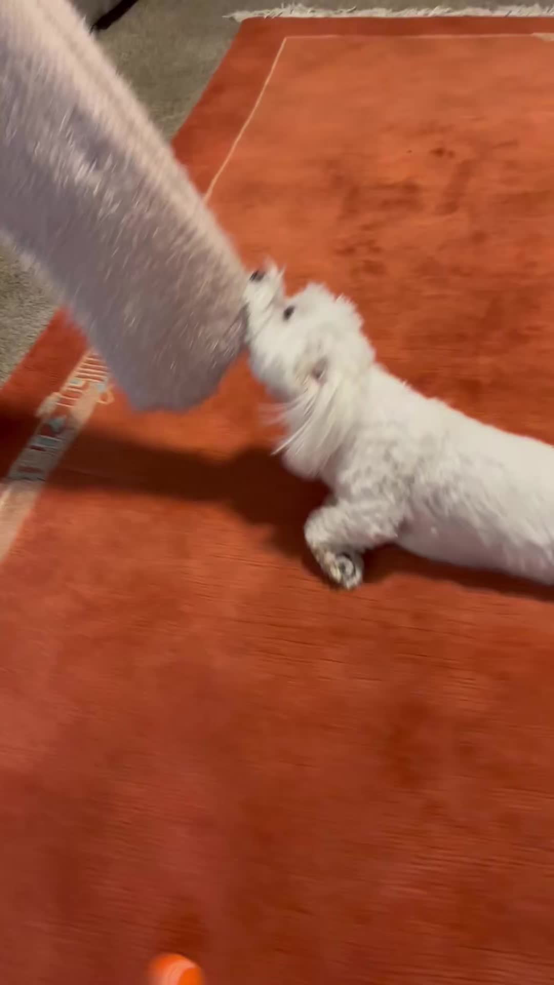 @Messi The Dog