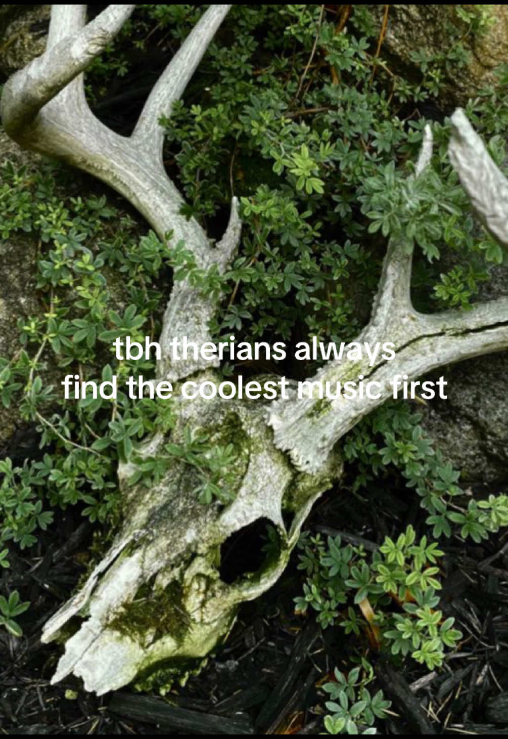 @𓆝 𓆟 𓆞 𓆝 𓆟 вєвє
