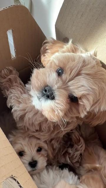 @Maltipoo Puppy Place