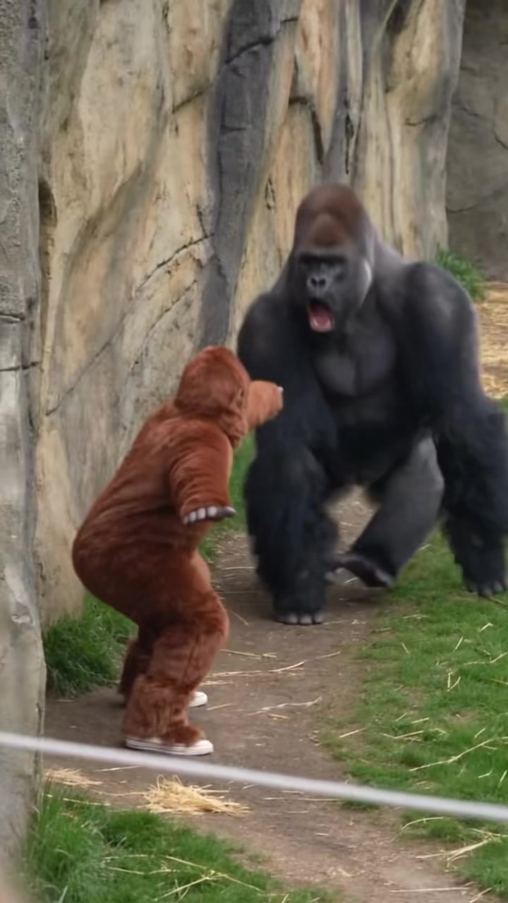 @Gorilla School 🦍