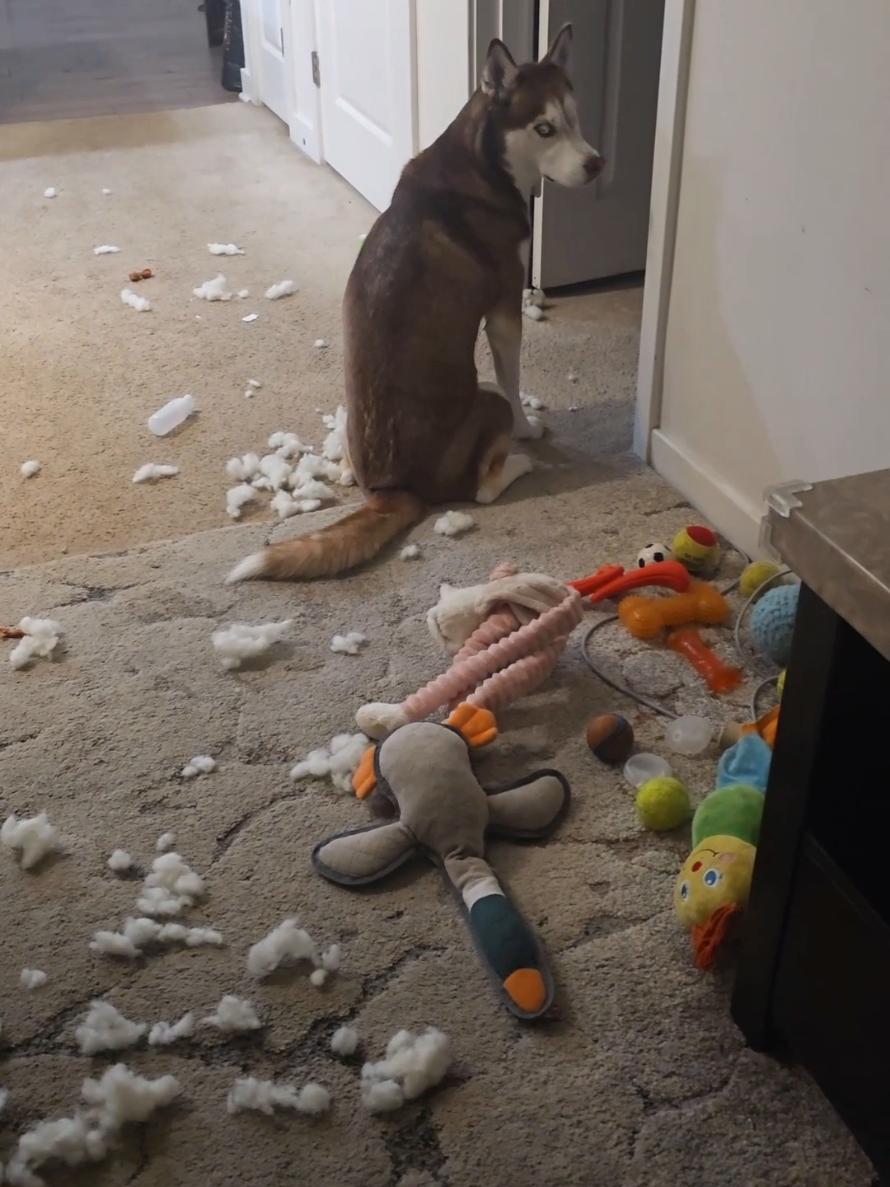 @𝗹𝘂𝗻𝗶𝘁𝗮🐕🐾