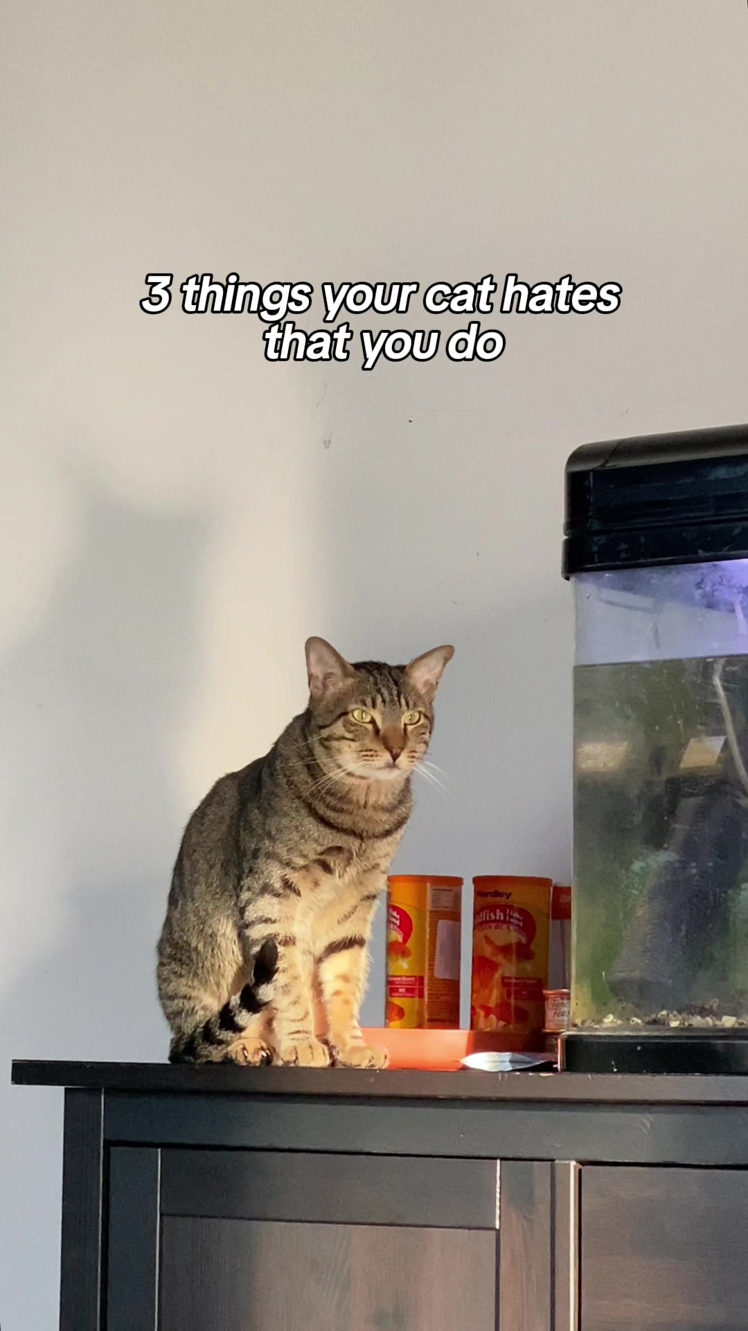 @Cat Tigrous