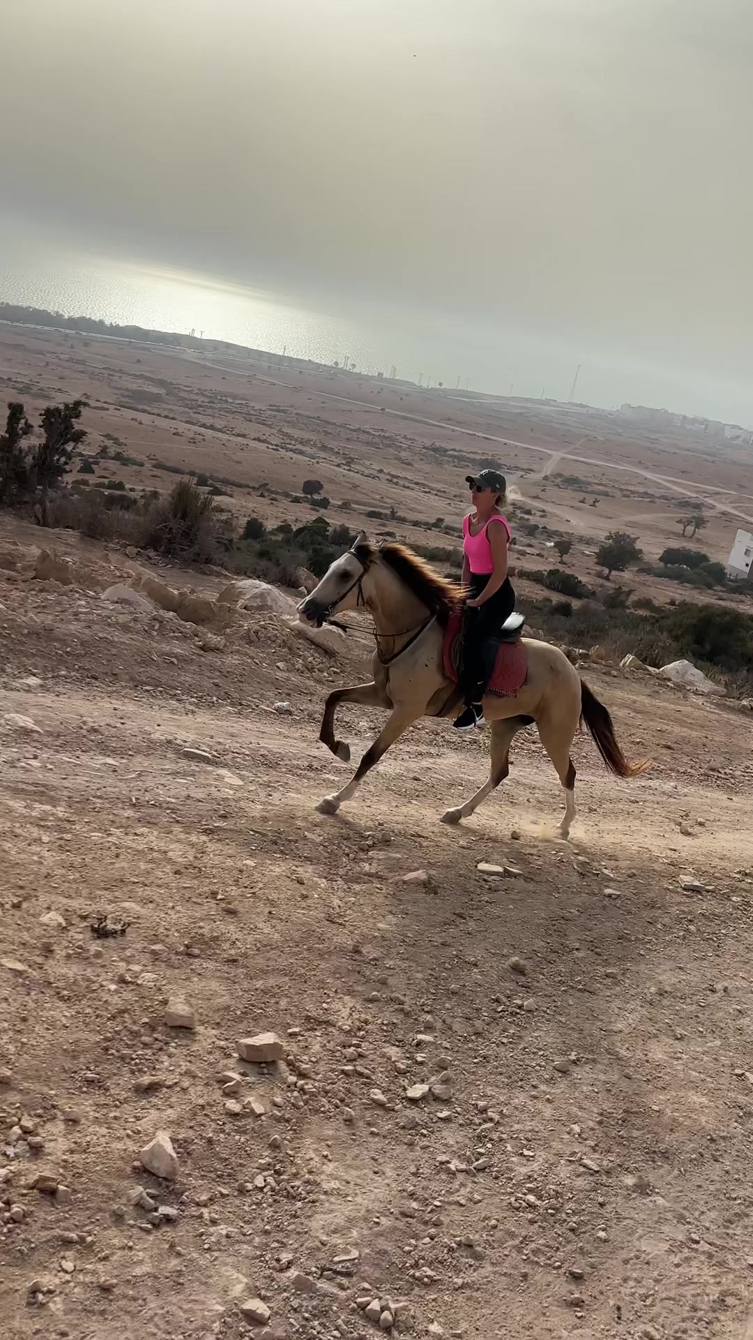 @Cheval_agadir