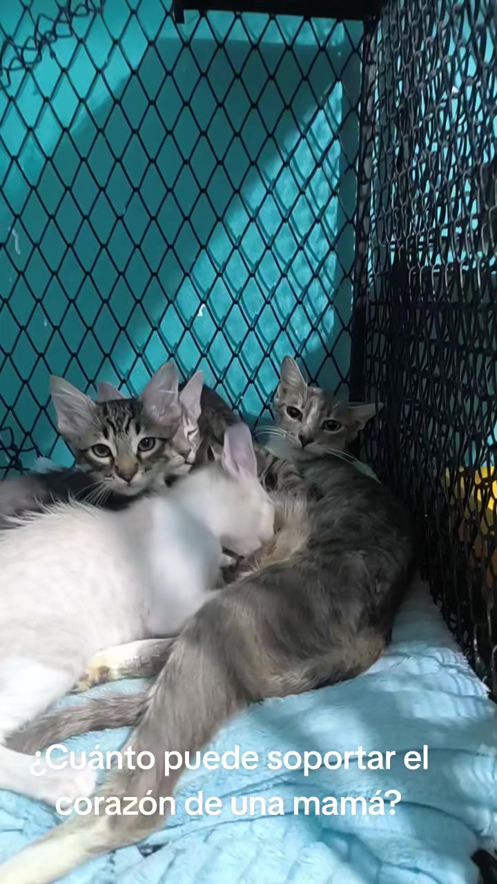 @fundación lazo animal