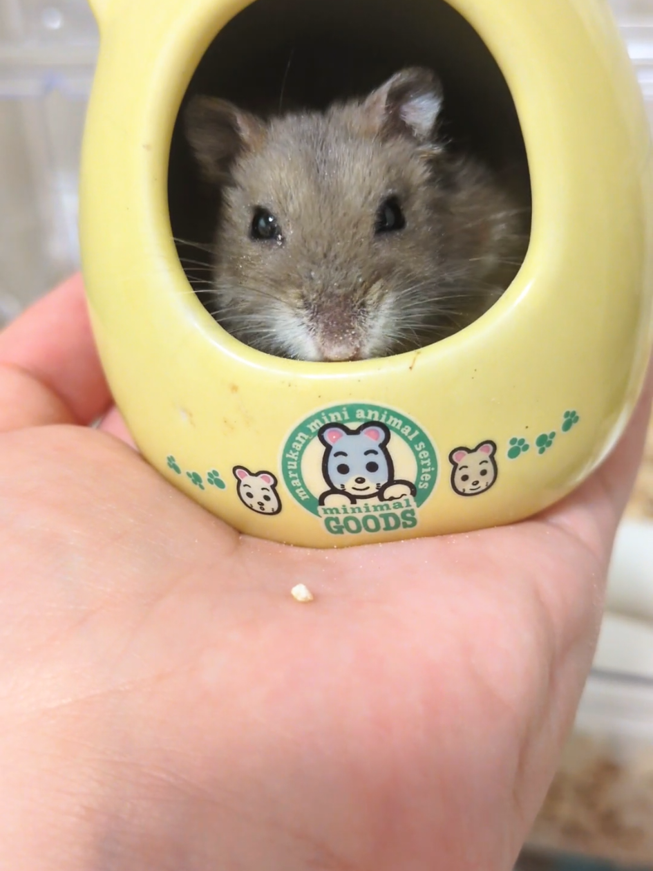 @たぴと仲間たち