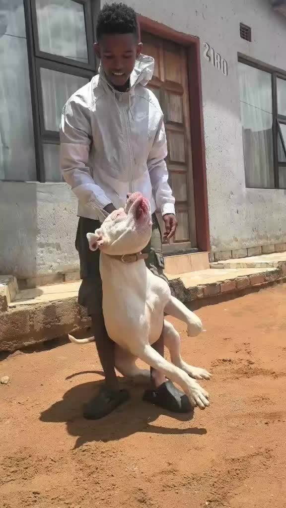 @game dogs apbt