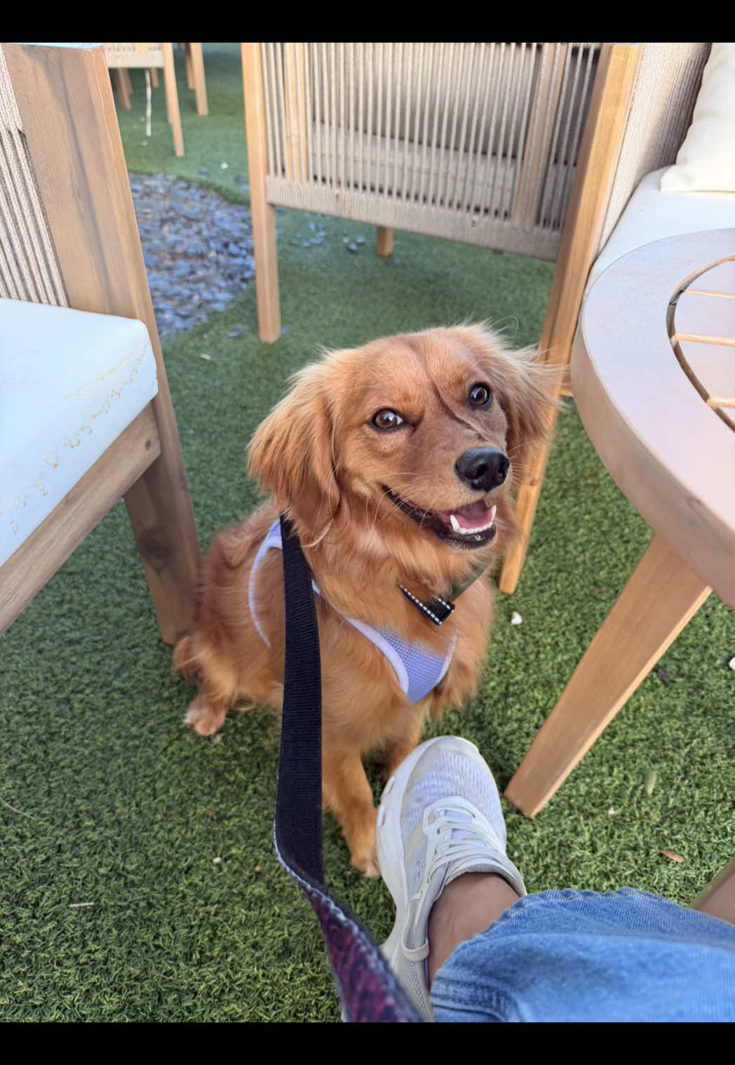 @Sage | Mini Golden Retriever