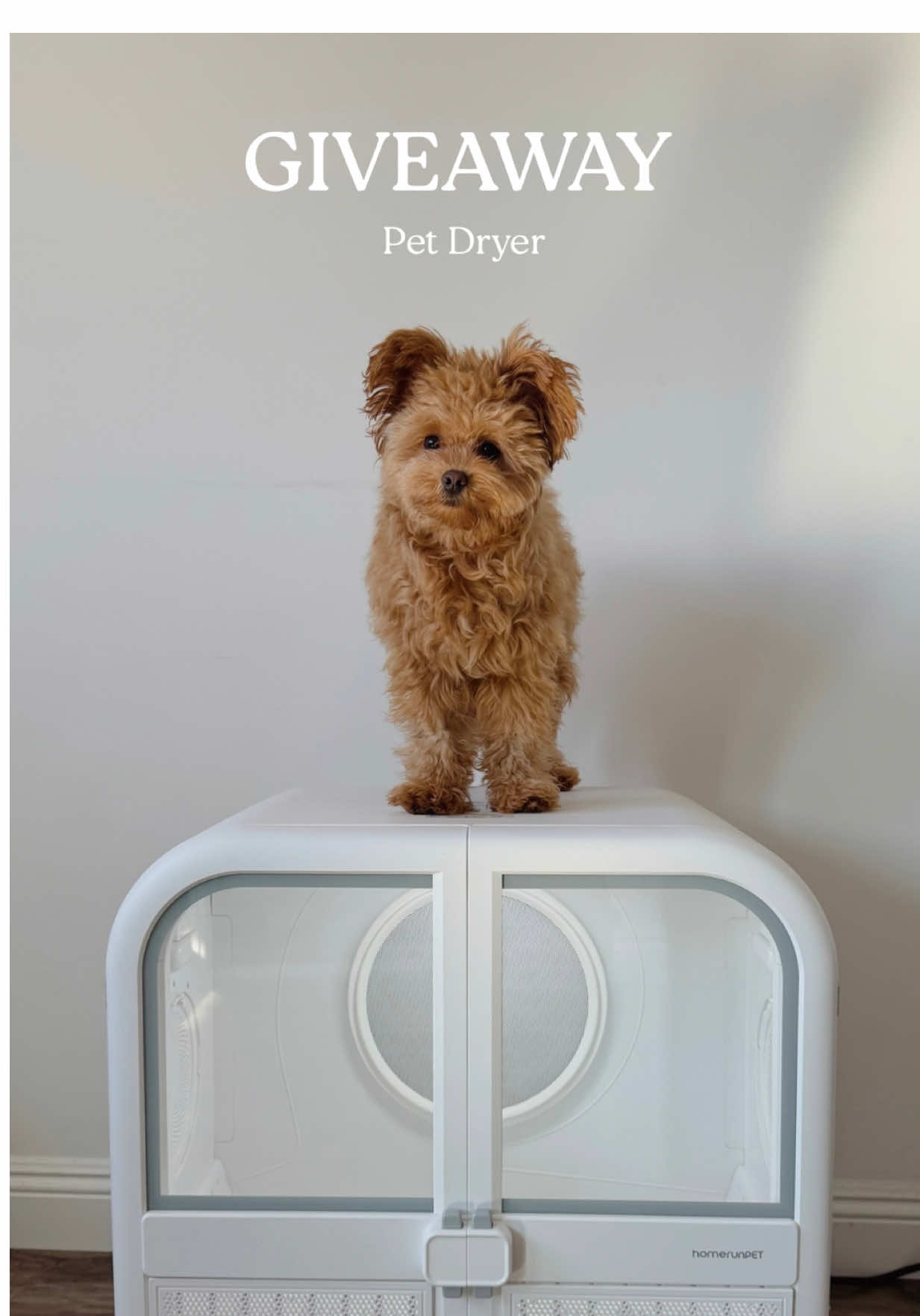 @Honey The Pomapoo 🧸