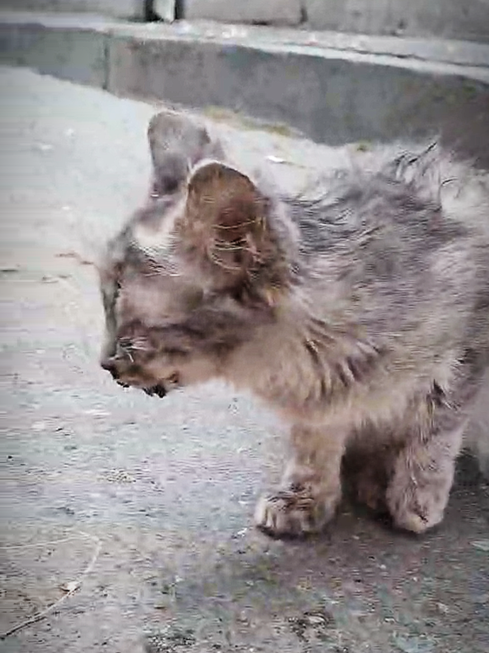 @CAToo Cat Rescue Armenia