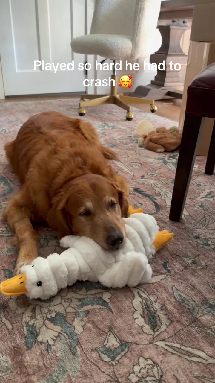 @DogMomisms
