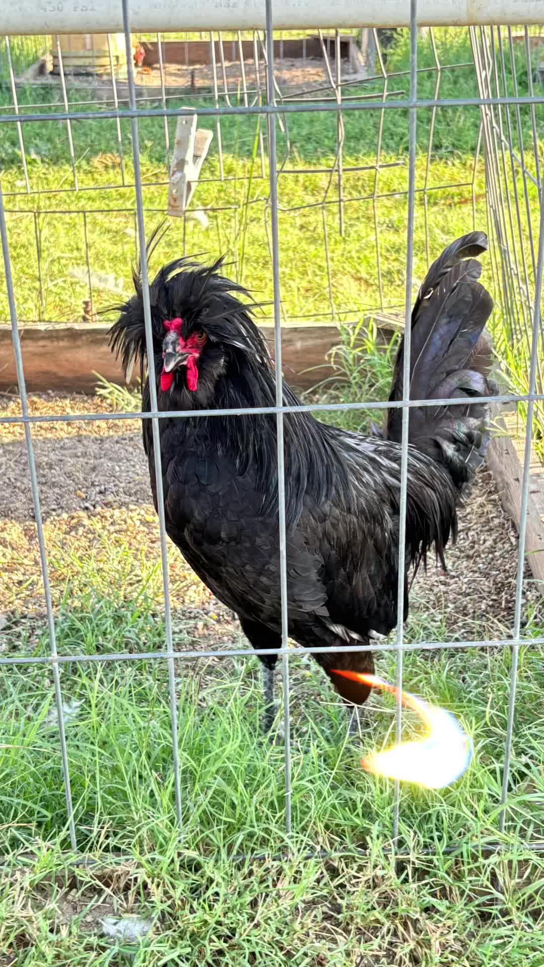 @TOTOKA GAMEFARM