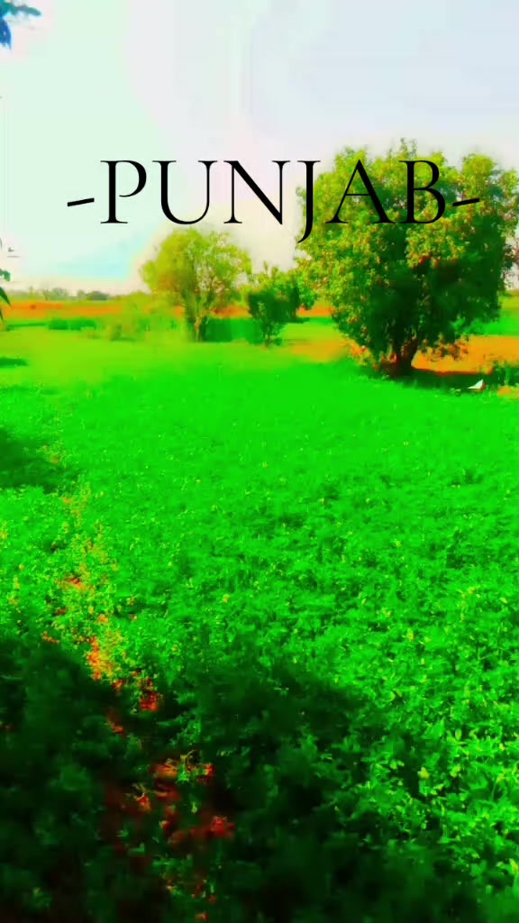 @inzamam jani