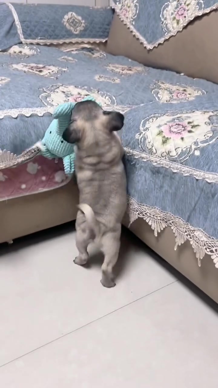 @Pug Puppies world 🐶❤️