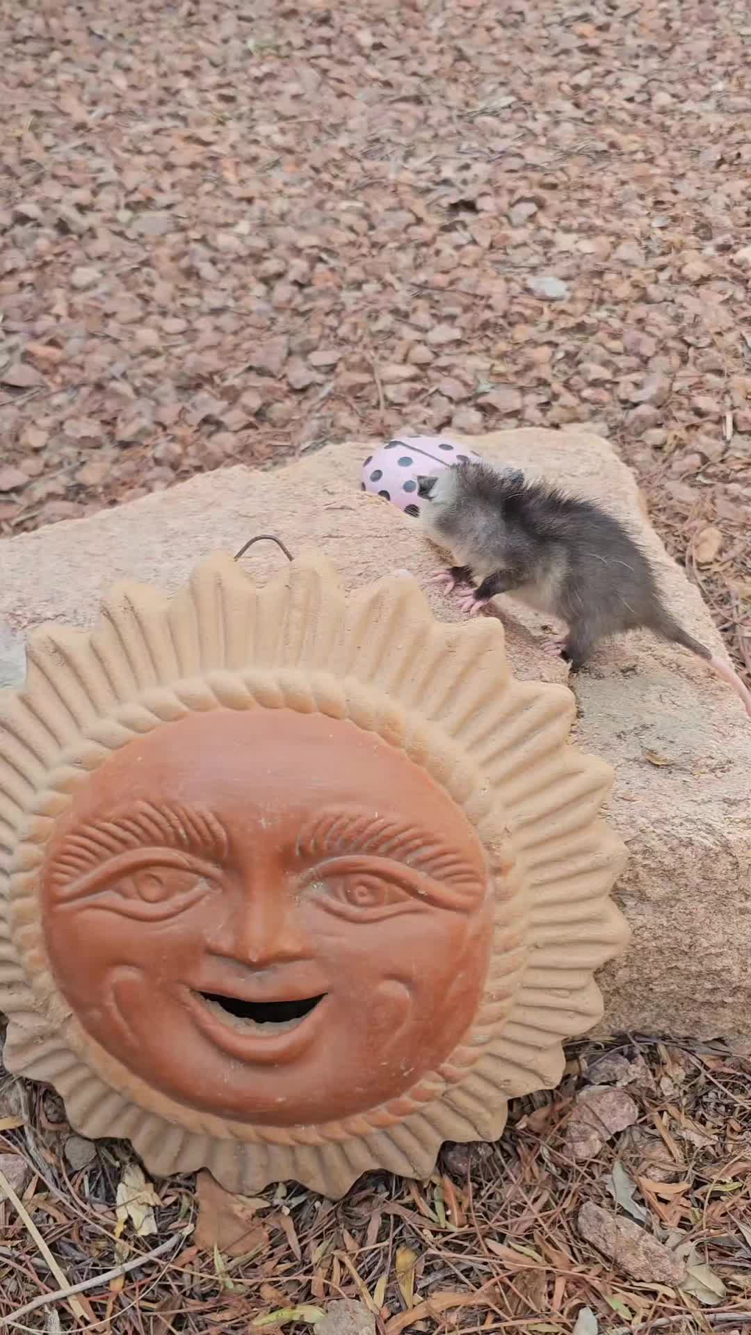 @OPOSSUMDAWGMOM