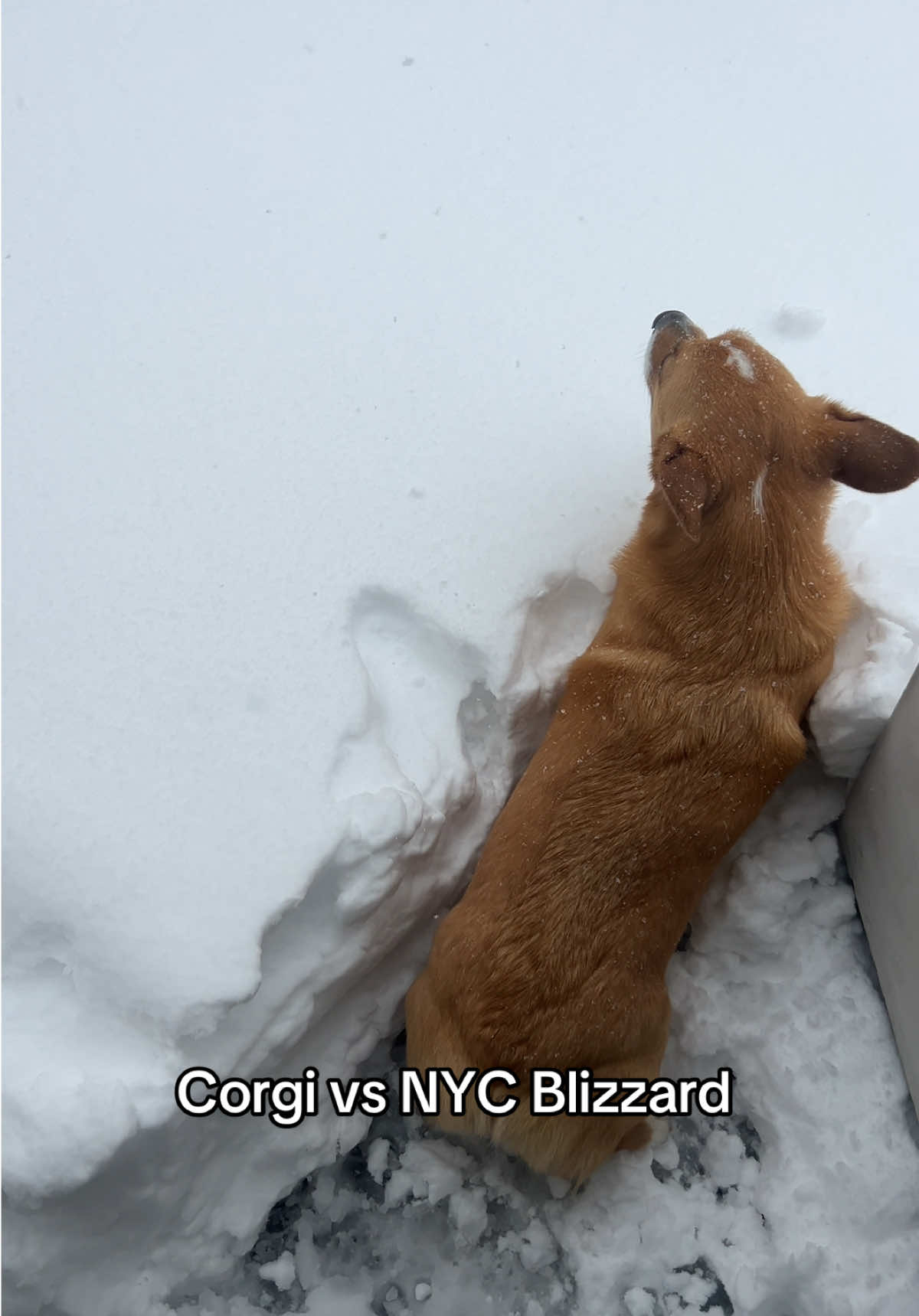 @Cosmo The Cute Corgi