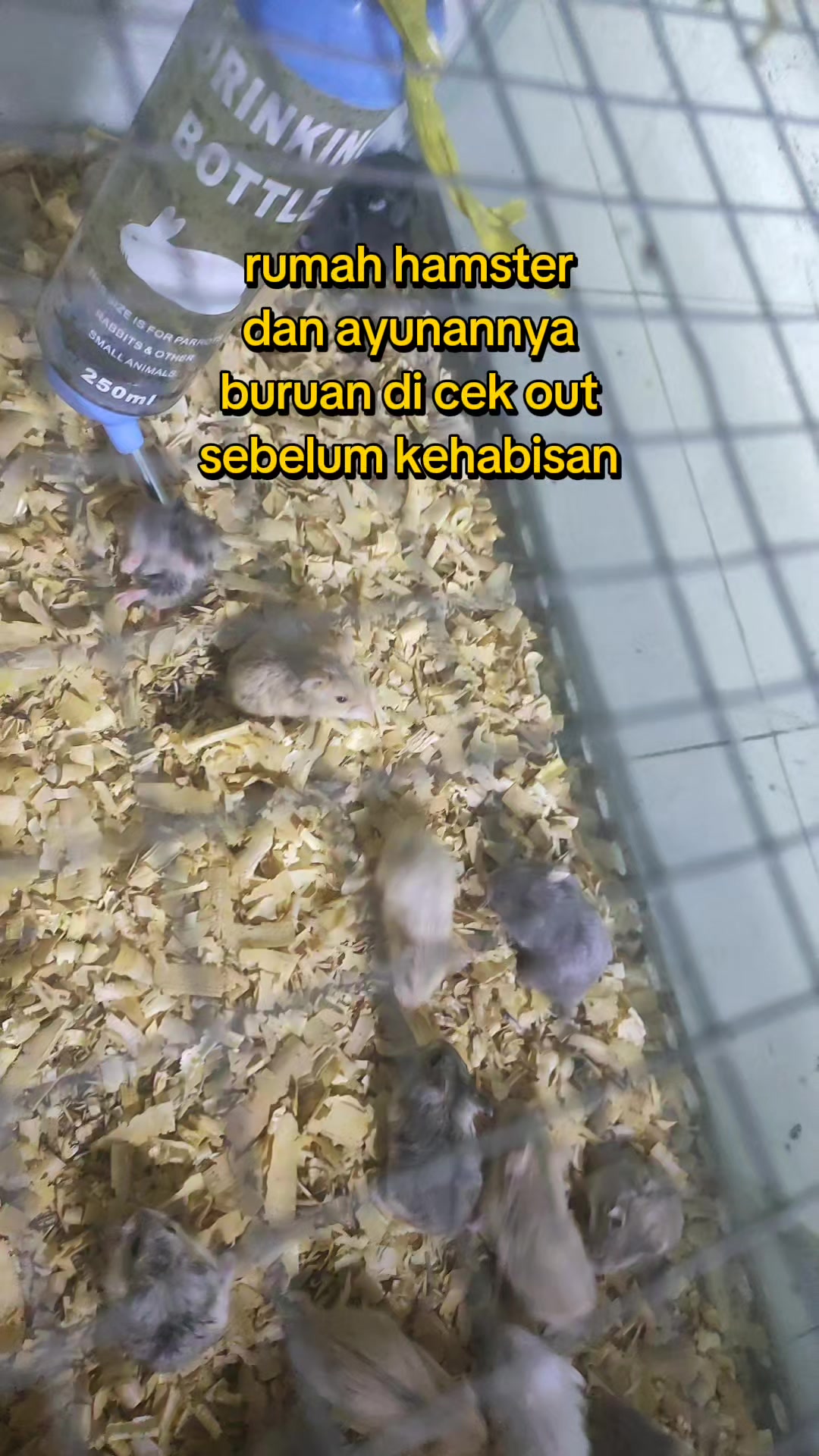 @BADUT SYIFA MADURA (Bangkalan)