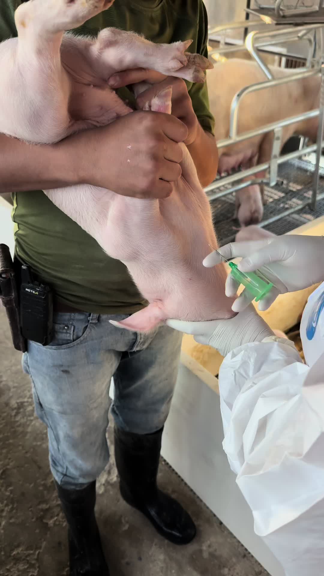 @Alan García 🇲🇽🐷🐖🐽