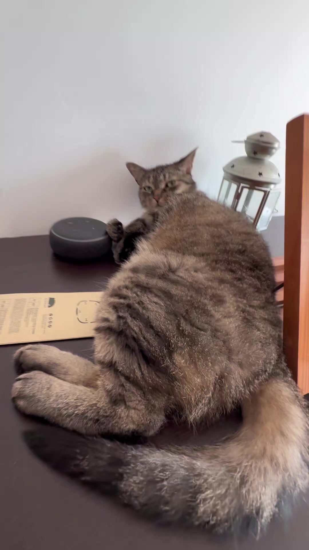 @Bellarda the cat