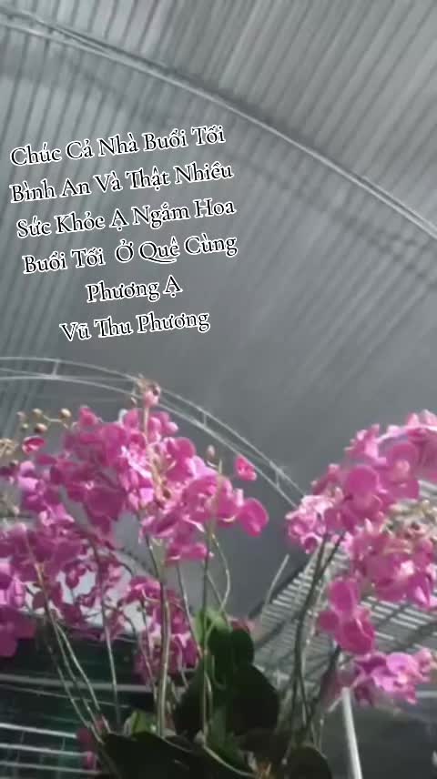 @武 秋 芳. Vũ Thu Phương