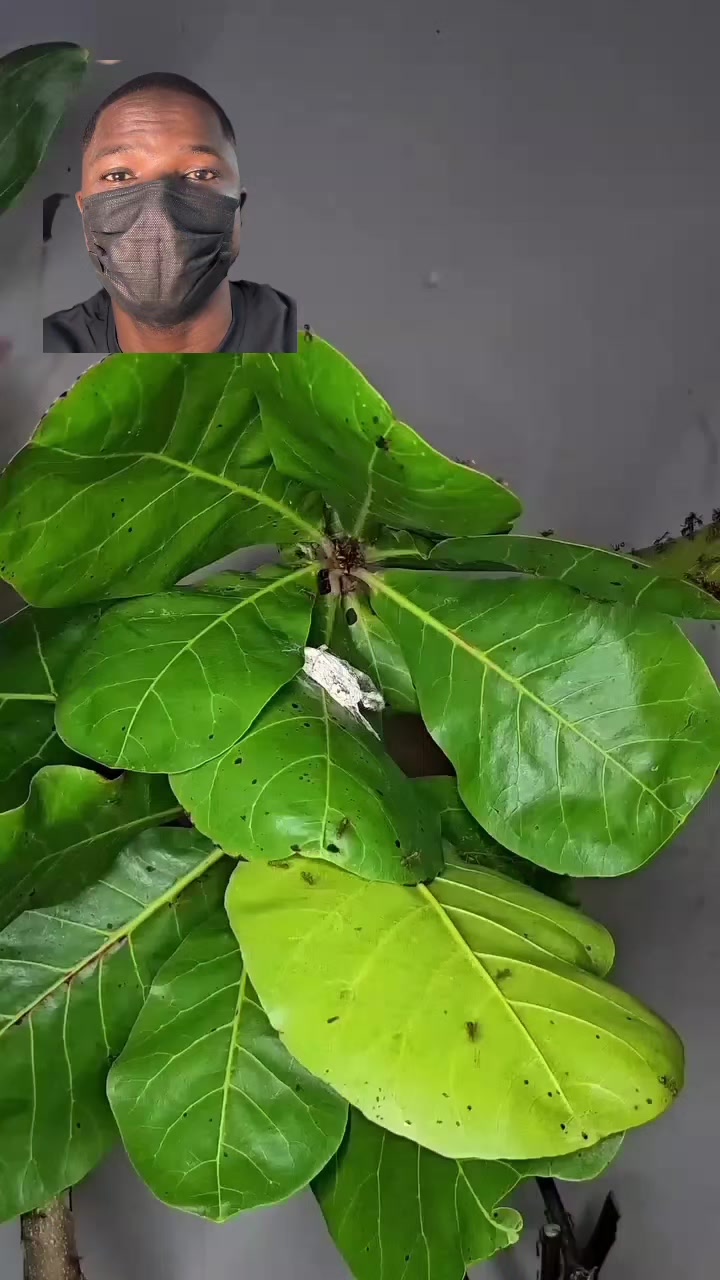 @Arojinle