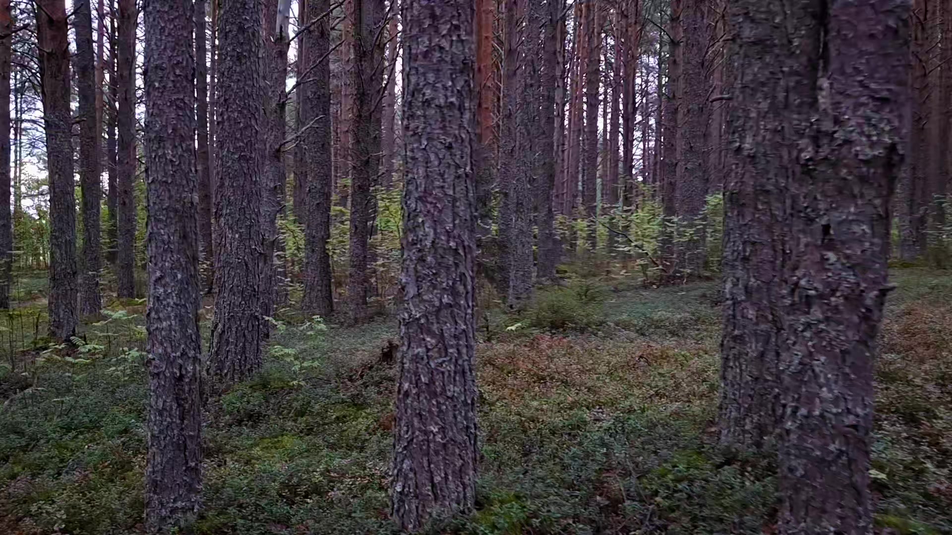 @𝘄𝗲𝗿𝘂𝗹𝗮𝘀𝗲𝗻