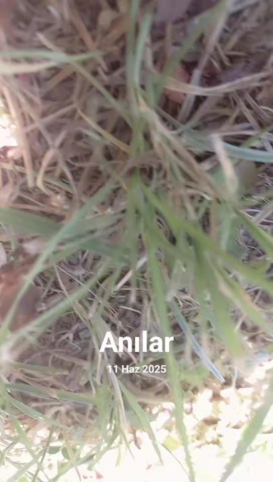 @Emek Dünyam