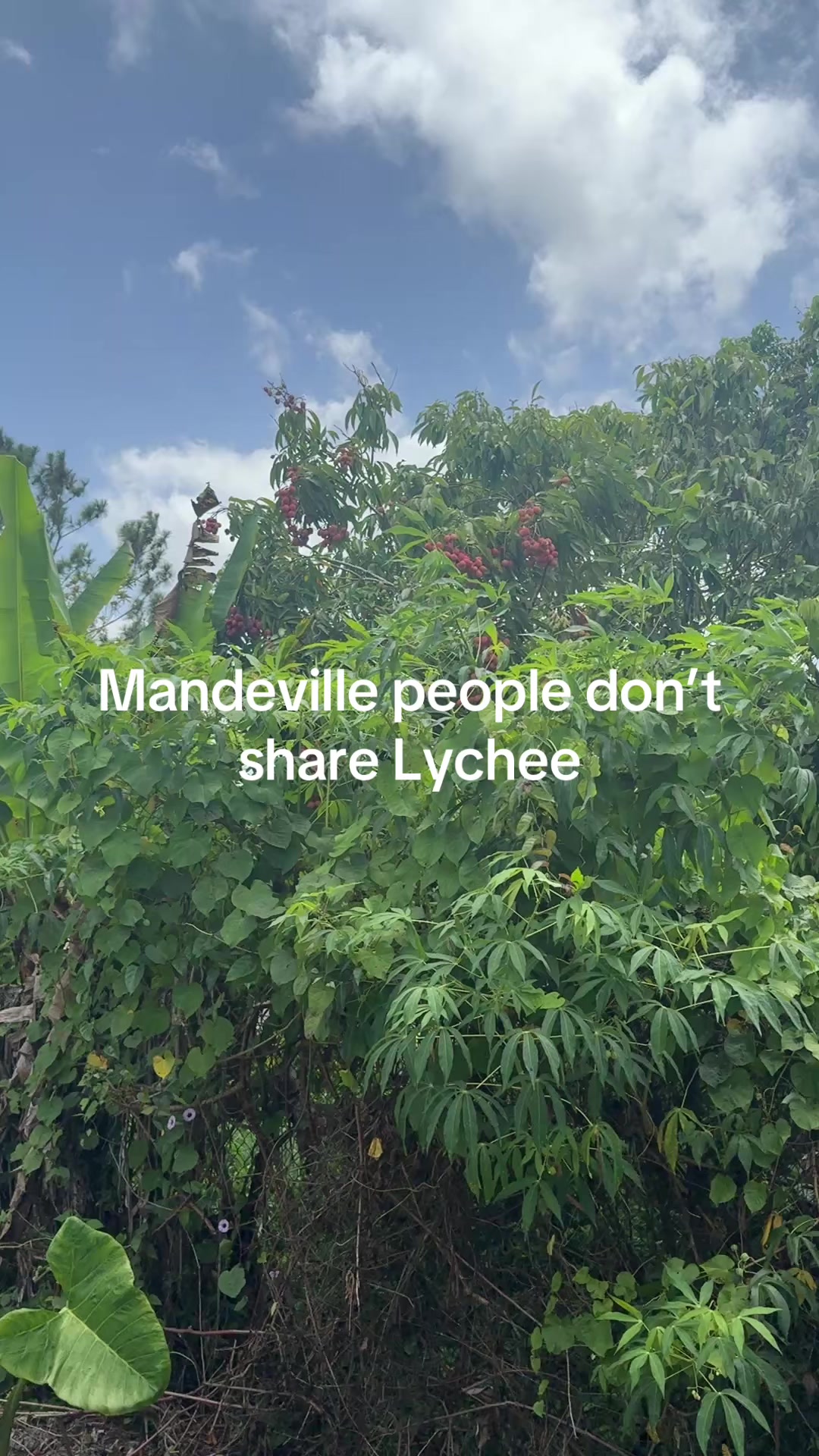 @jamaicasurveyors
