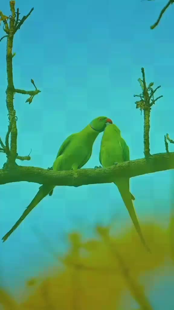 @MD Rehan