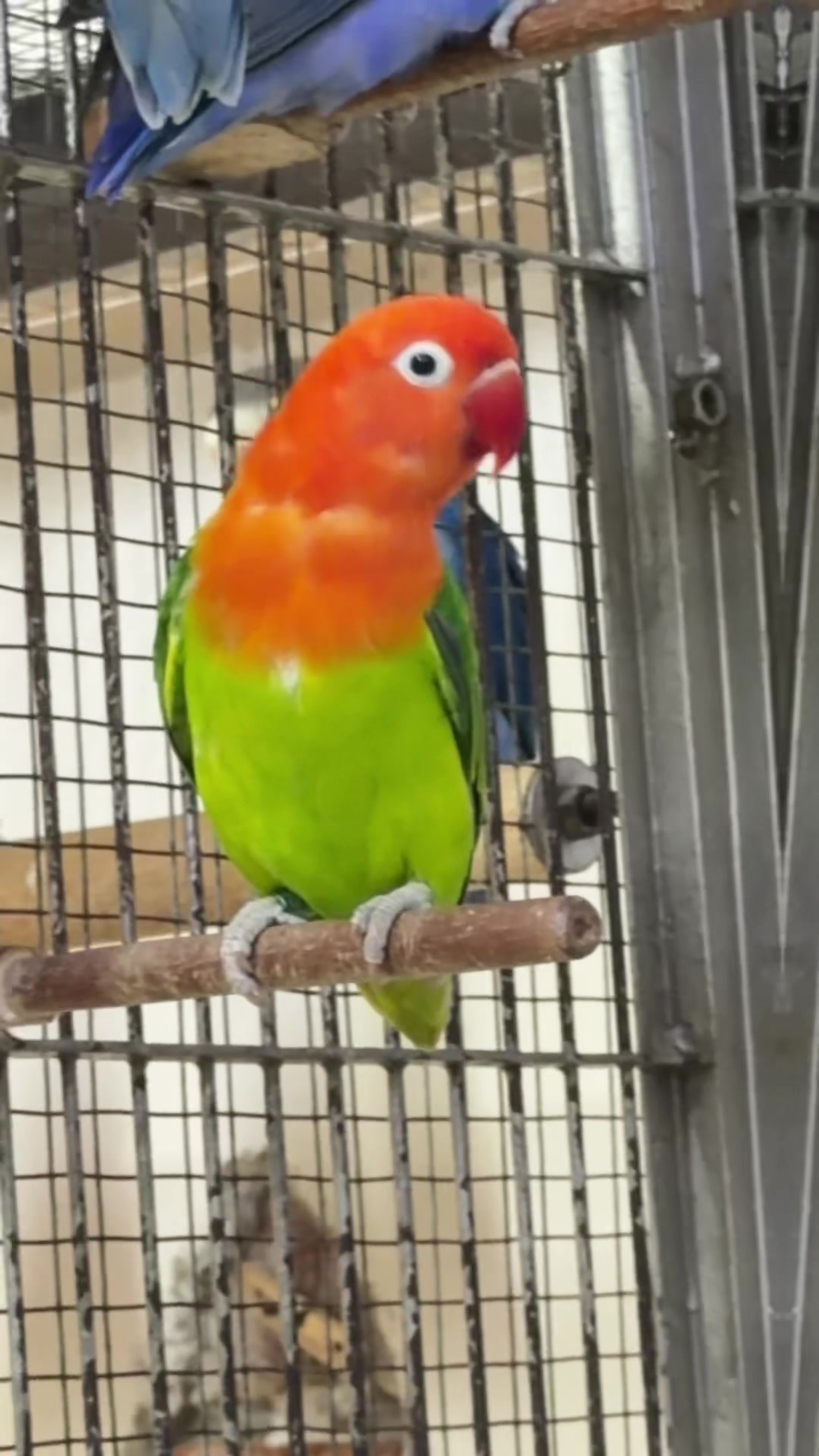 @AdilBirdsFarm