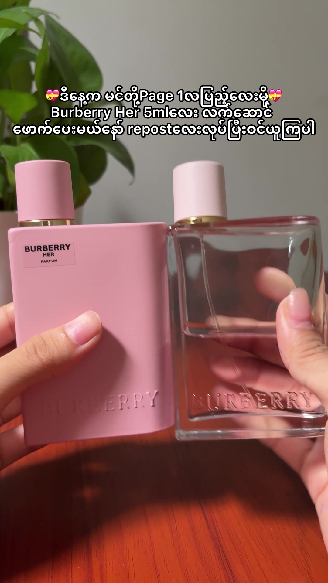 @Wisteria Perfume (Mdy)