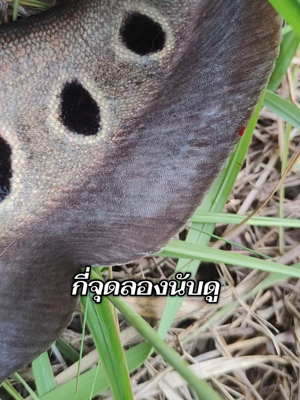 @กาเล็บโป้