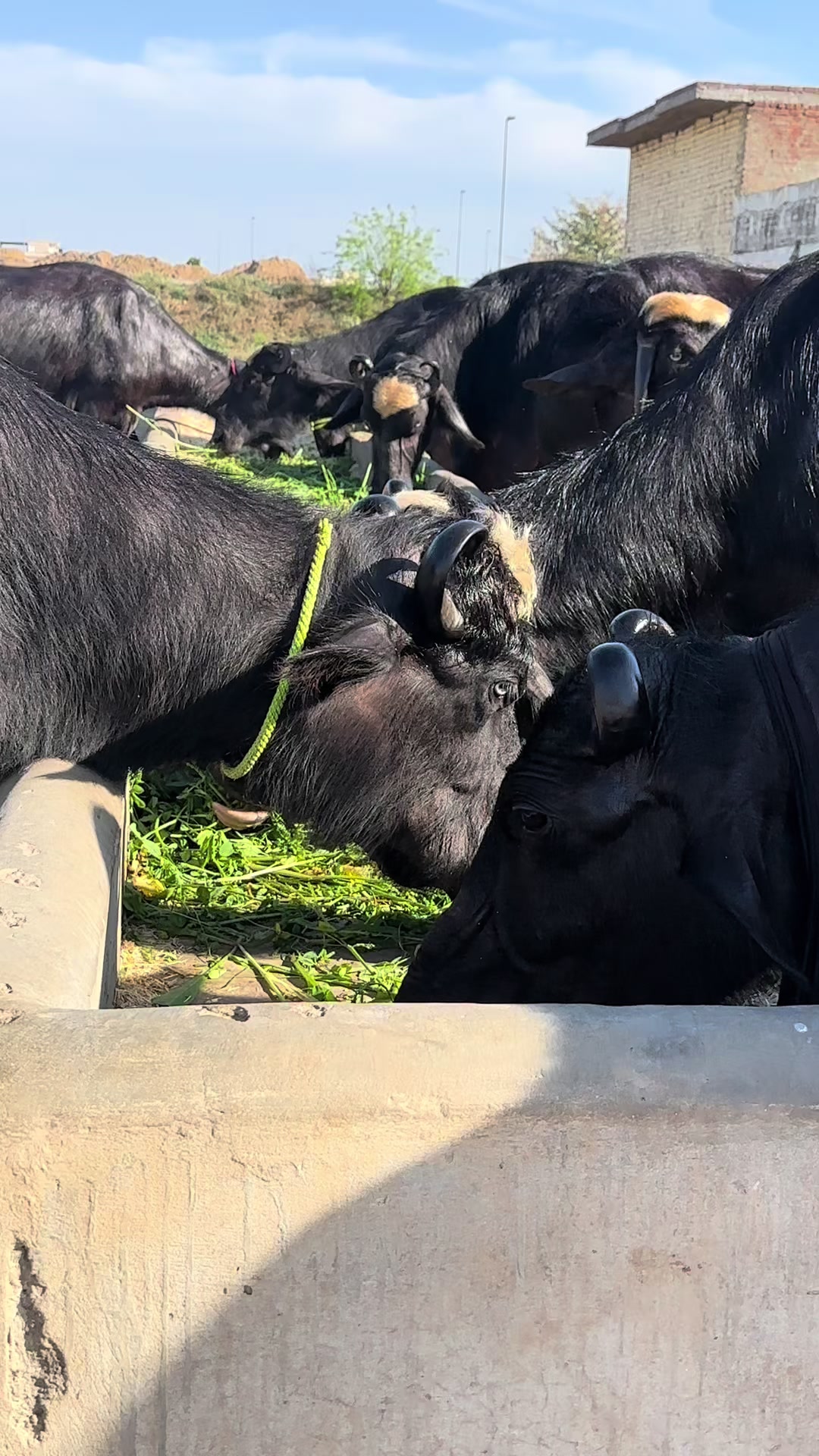 @Jutt Dairy Farm